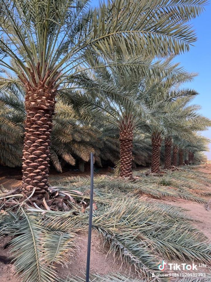 المملكه العربيه السعوديه