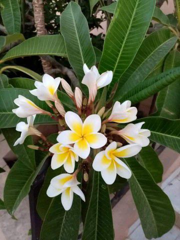 نجيله طبيعي و تظيف النخيل وزراعة الورود