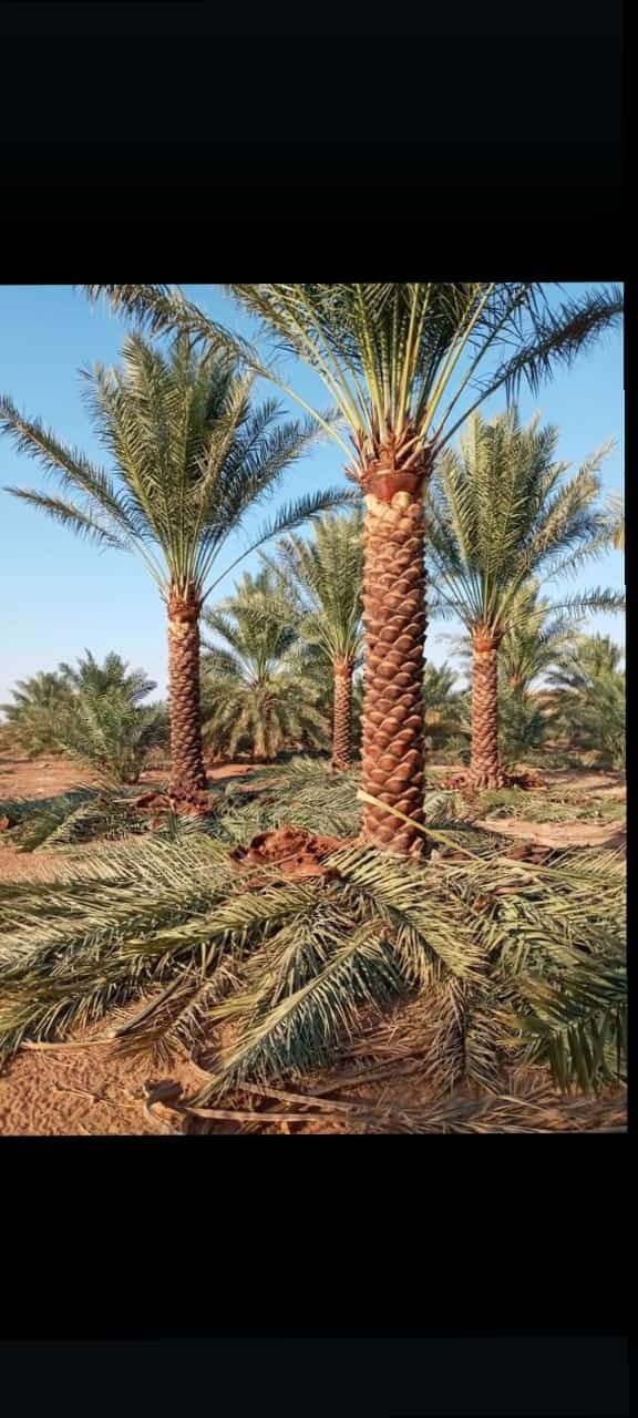 المملكه العربيه السعوديه