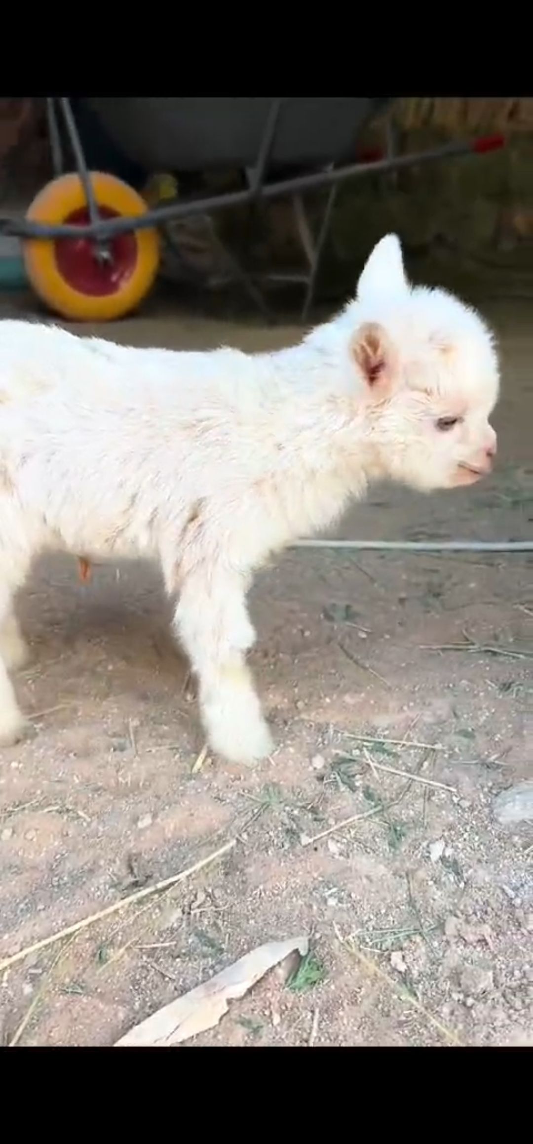 ماعز 🐐 قزمي