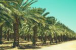 حفر الباطن