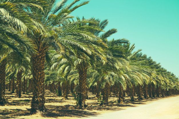 حفر الباطن