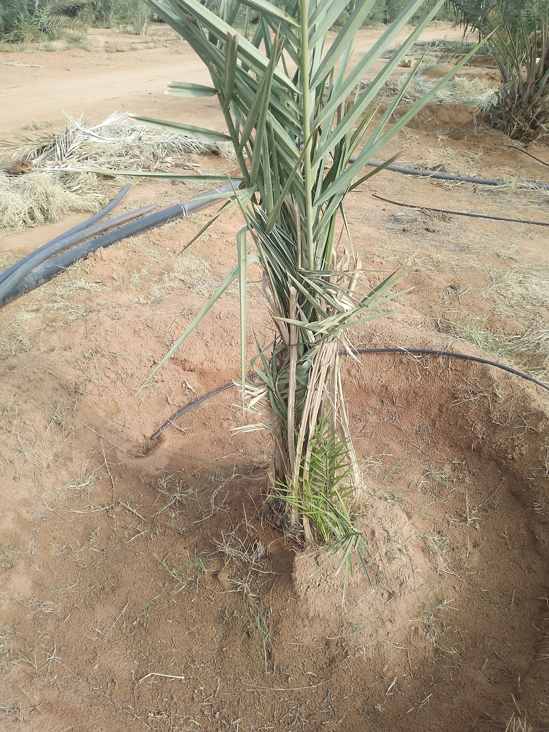 مقاول شبوك ونخيل