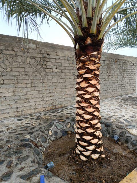 نجيله طبيعي و تظيف النخيل وزراعة الورود