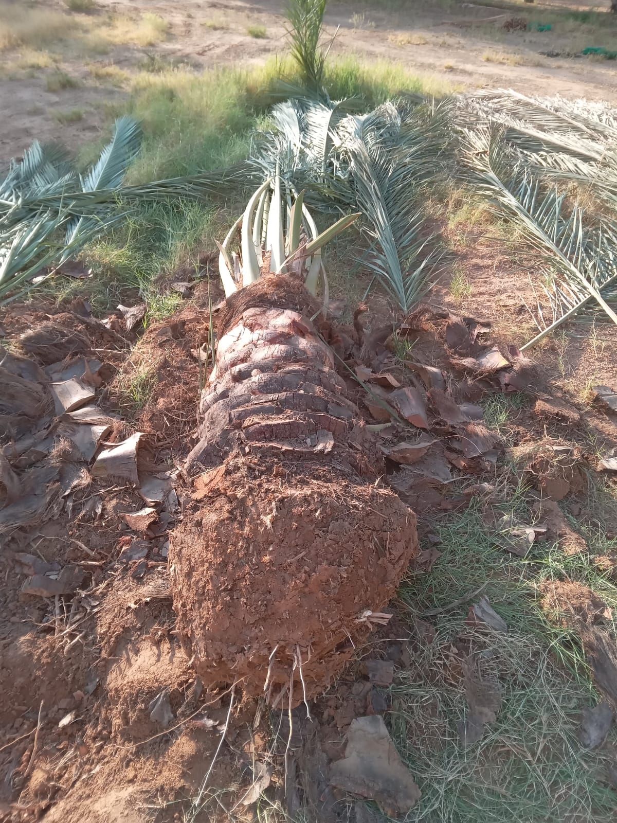 المملكه العربيه السعوديه