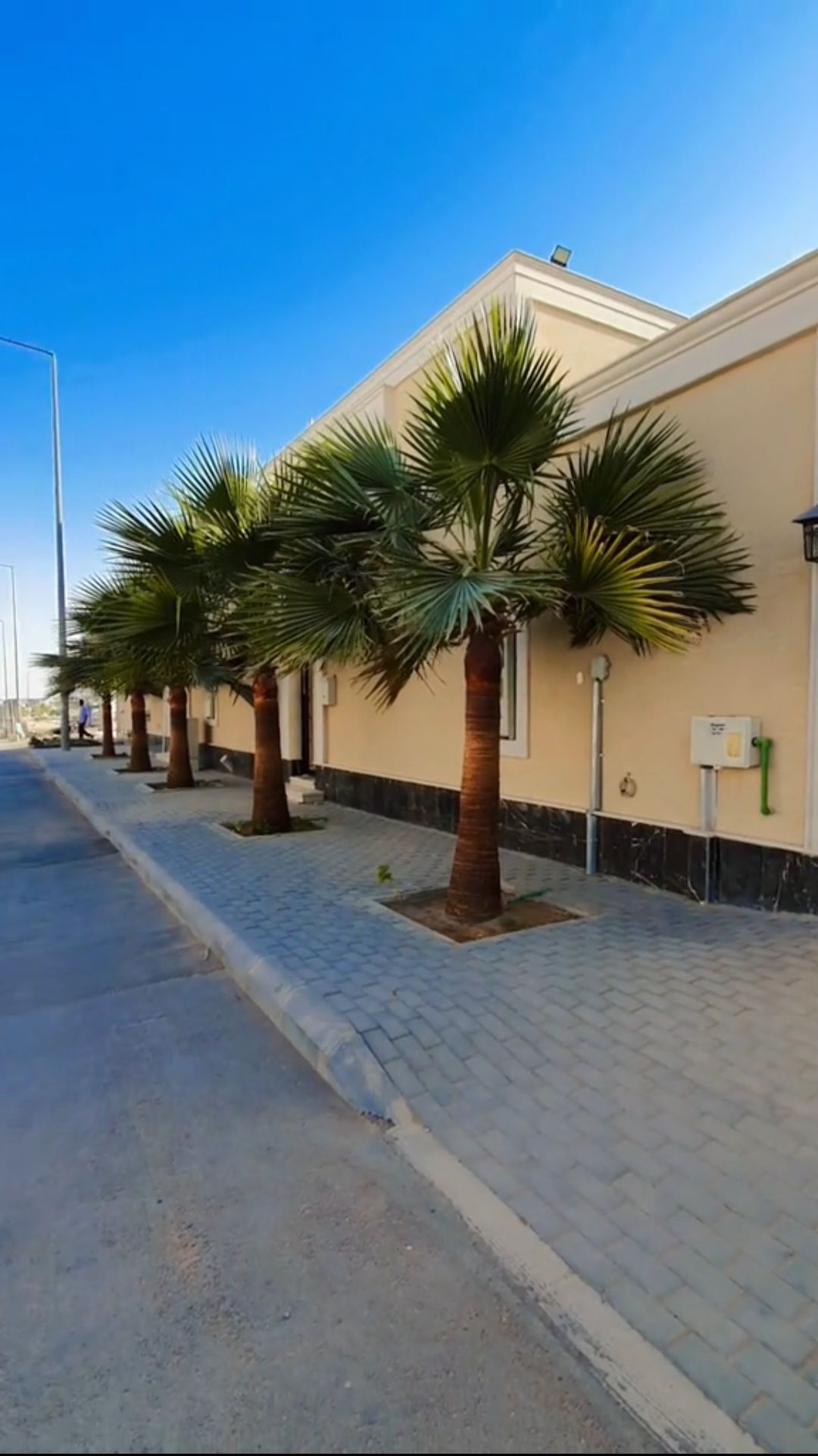 نخل واشنطن مروحه