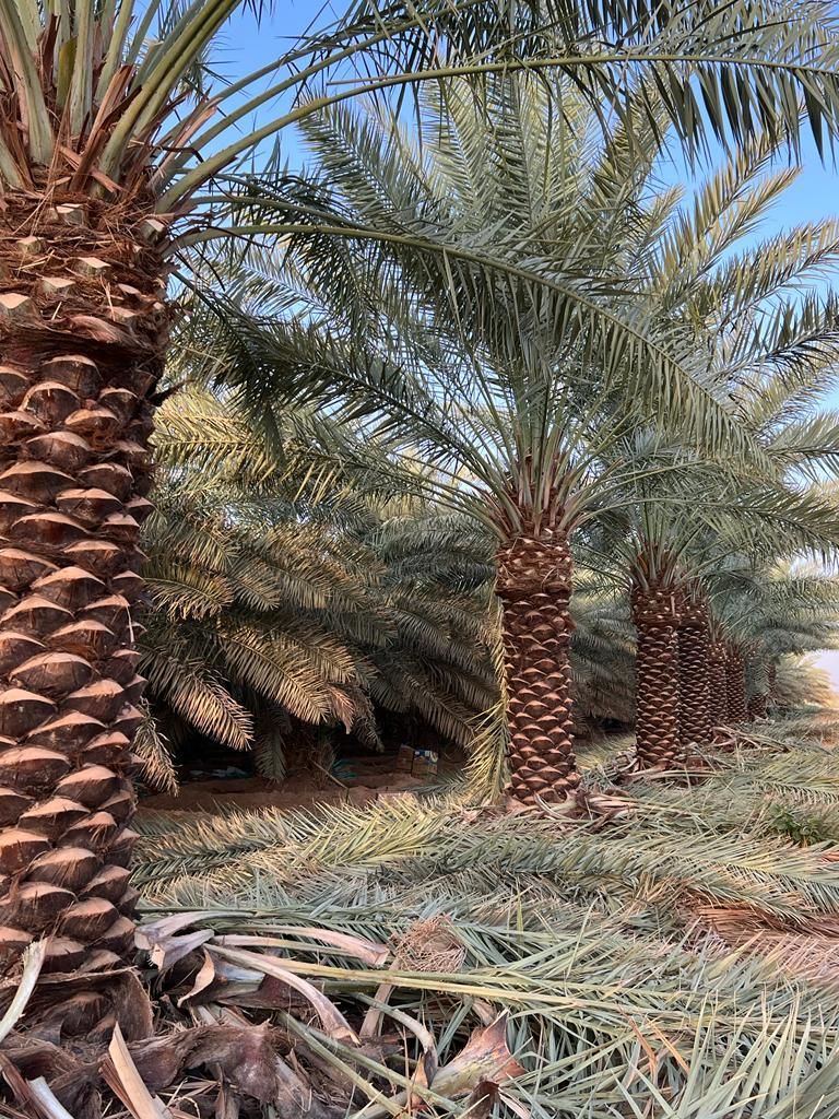 المملكه العربيه السعوديه