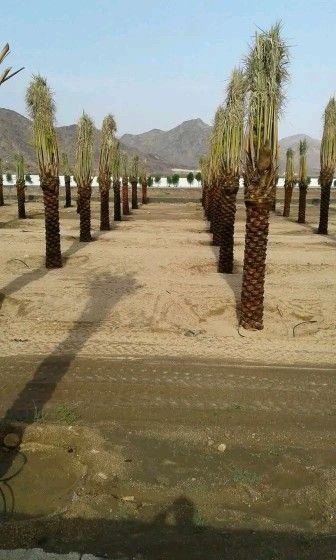 نخل للبيع القصيم0535254313