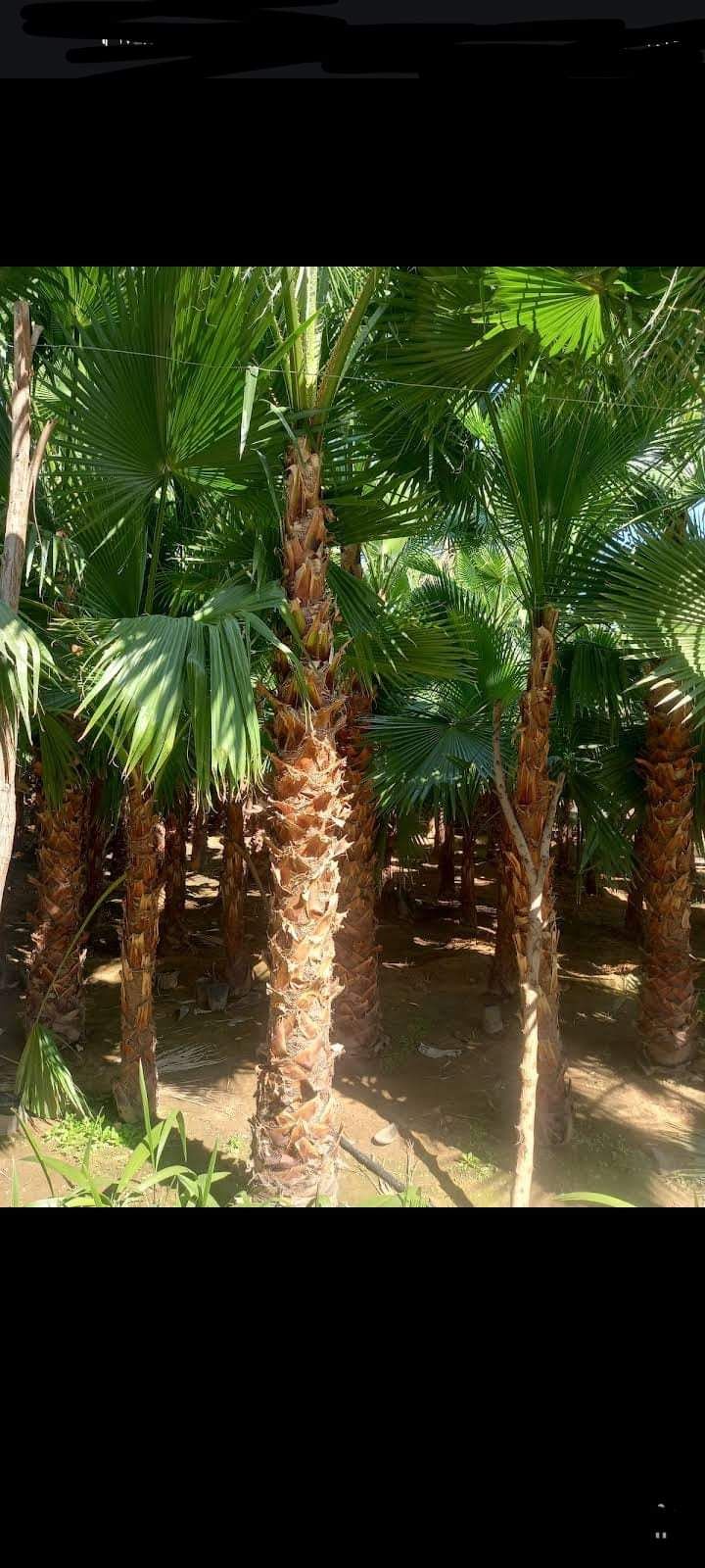 ابو نصر لتنسيق الحدايق