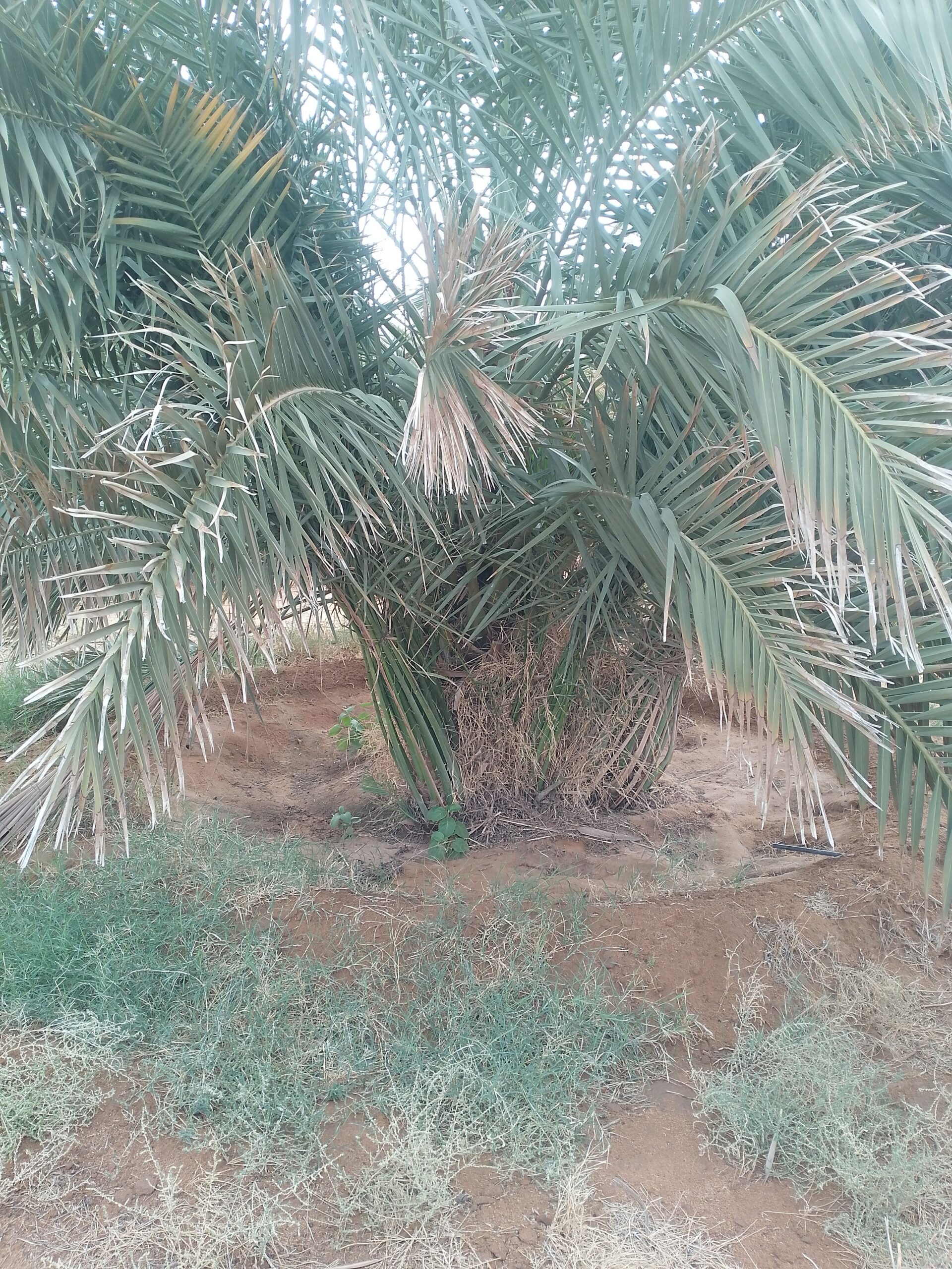 مقاول شبوك ونخيل