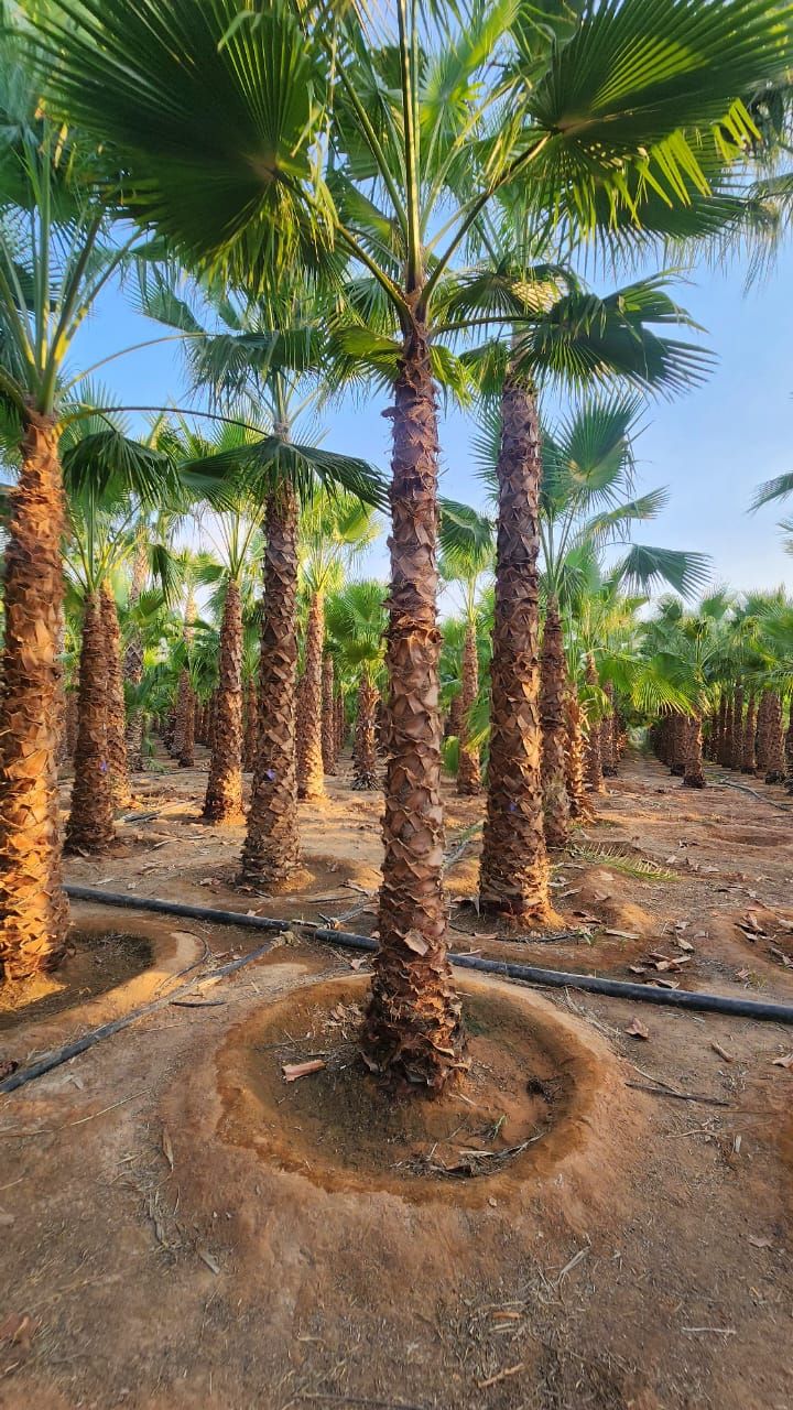 يوجد لدينا جميع انواع النخيل معا توصيلها وتغريسها