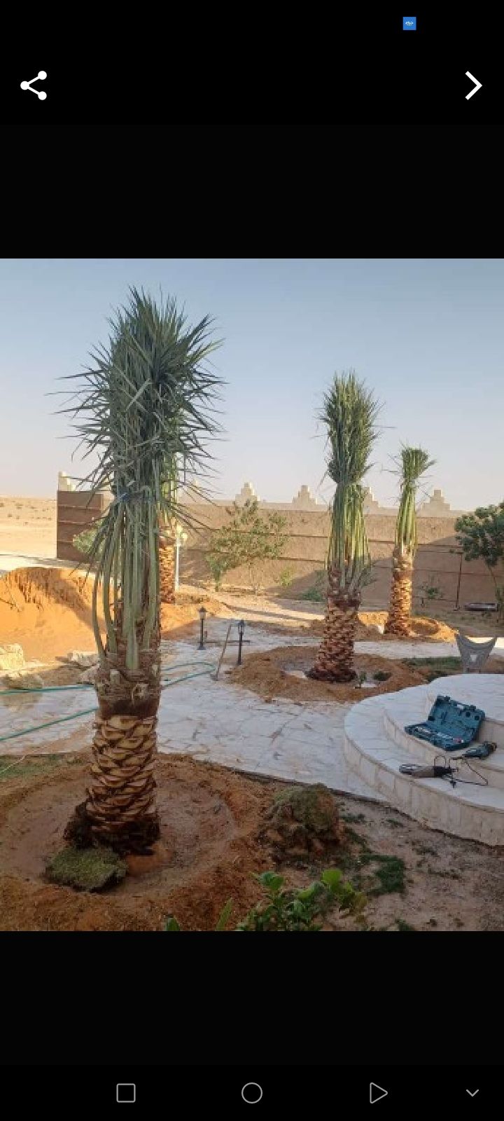 انواع النخل والغريس للبيع نجران