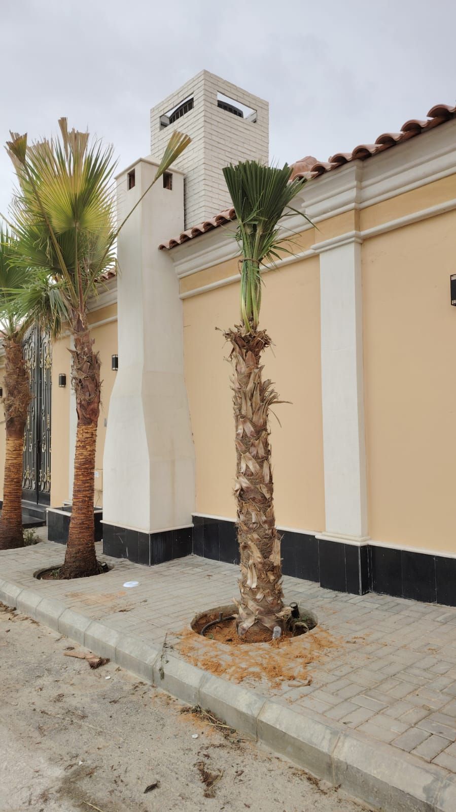 يوجد لدينا جميع انواع النخيل معا توصيلها وتغريسها