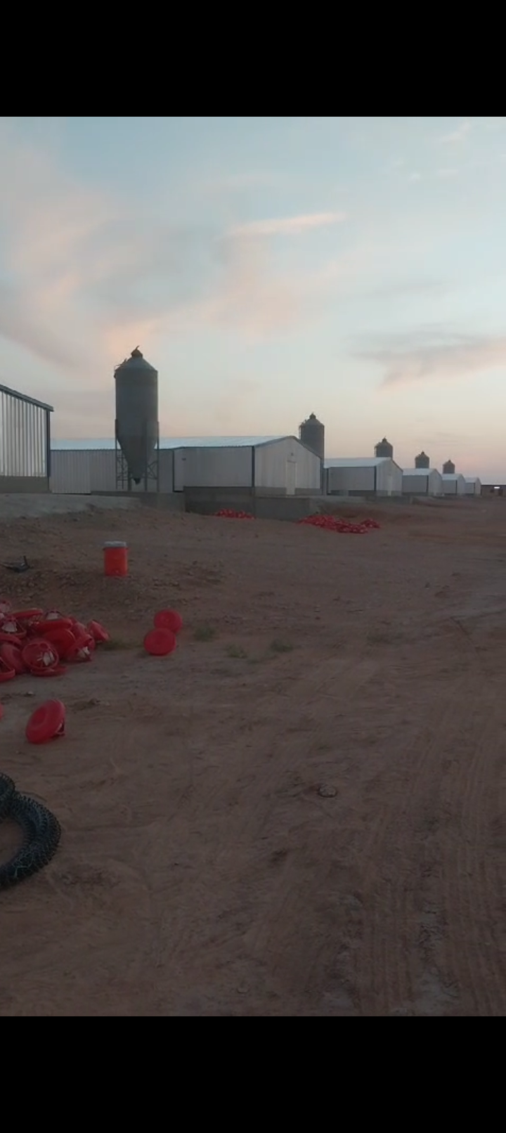 جميع دوجال دجاج في انحا المملكه