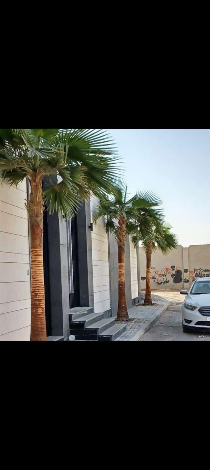 نخل وشنطني وزيتون نيبالي واشجار زينه تنسيق الحدائق