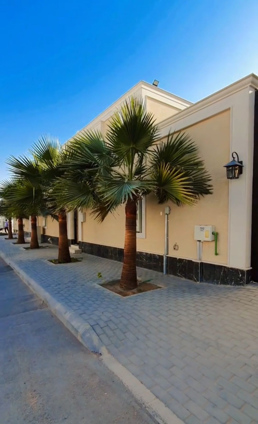 نخيل واشنطن مروحه