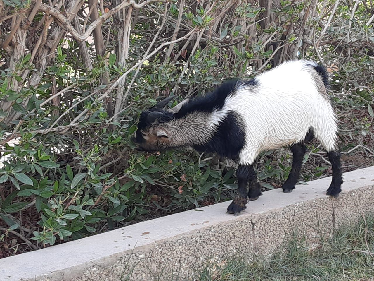 ارياض وادي لبن
