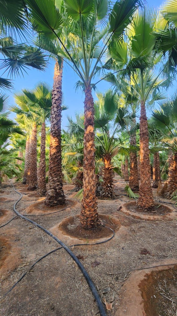 يوجد لدينا جميع انواع النخيل معا توصيلها