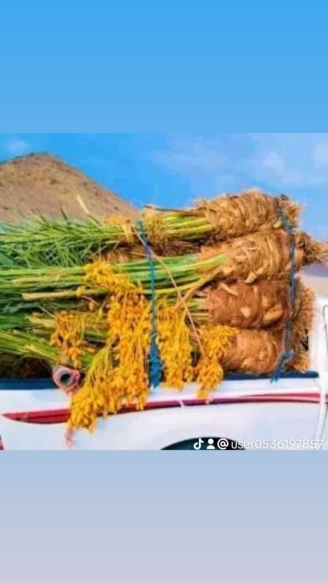 نخل للبيع جميع المقاسات متوفره0535254313