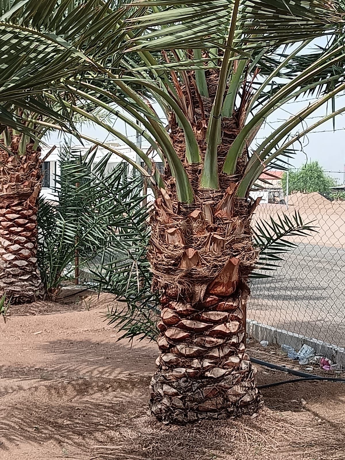 انواع النخل والغريس للبيع نجران