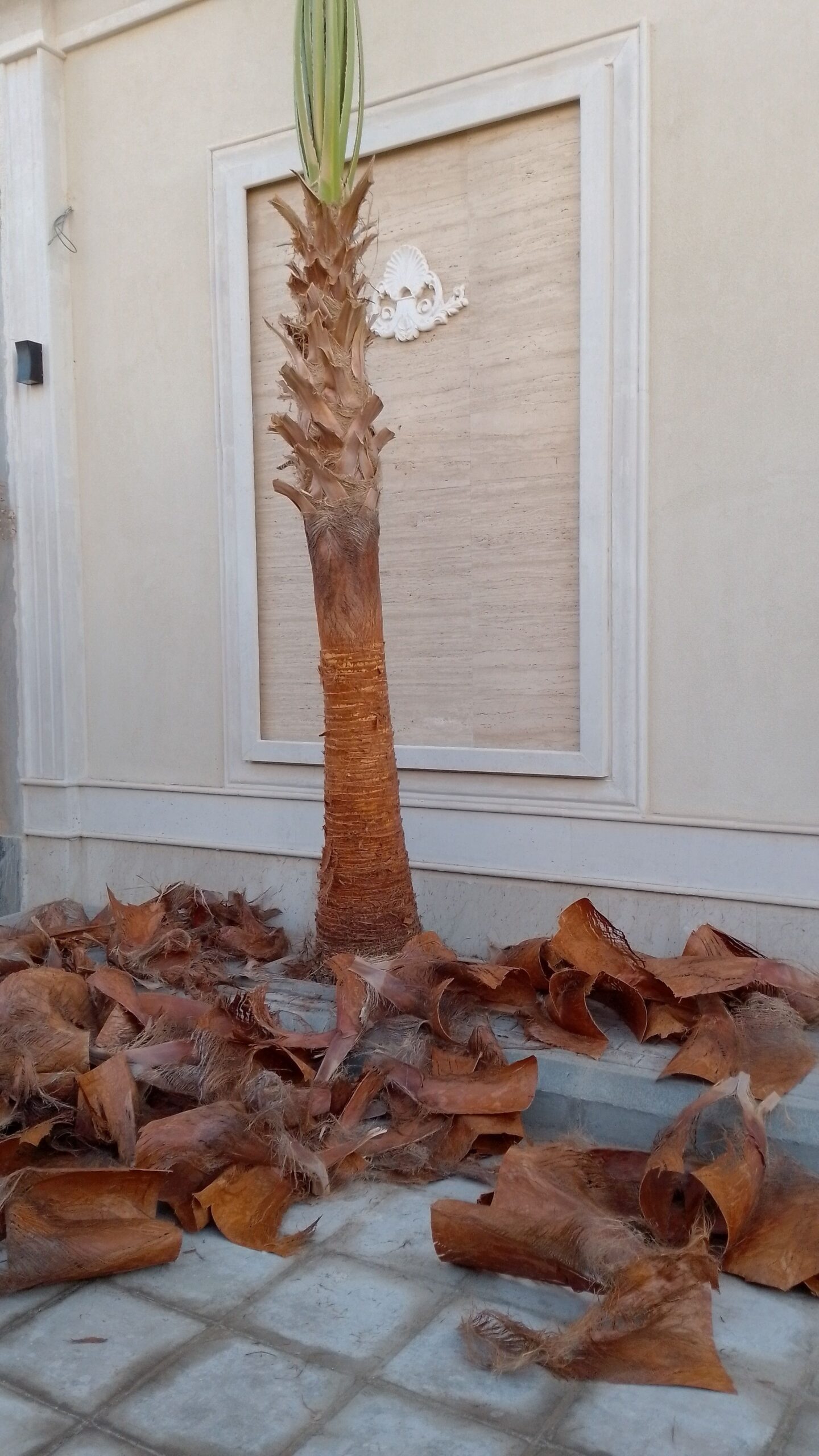 يوجد لدينا جميع انواع النخيل معا توصيلها وتغريسها