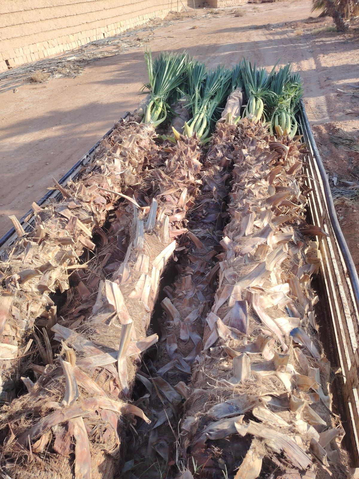 يوجد لدينا جميع انواع النخيل معا توصيلها وتغريسها