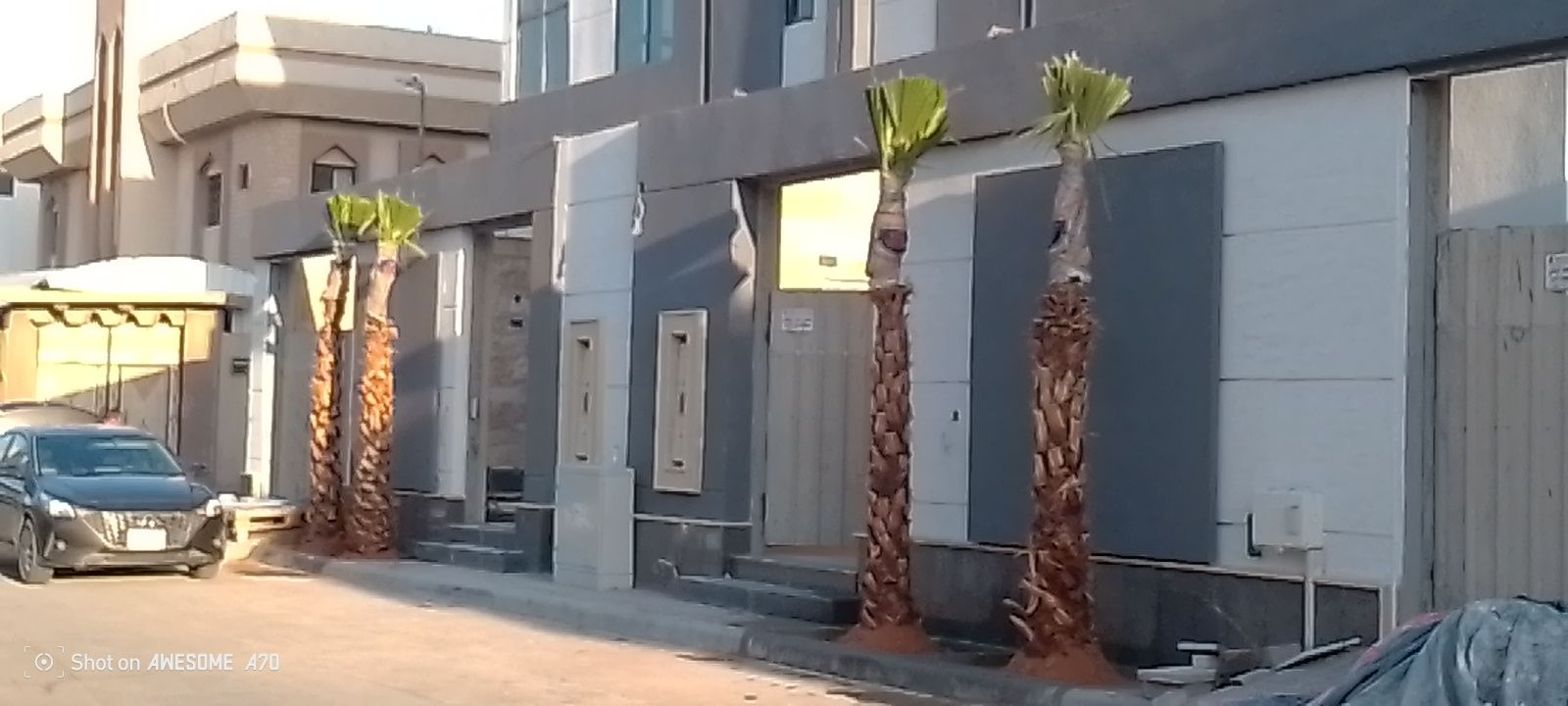 يوجد لدينا جميع انواع النخيل معا توصيلها