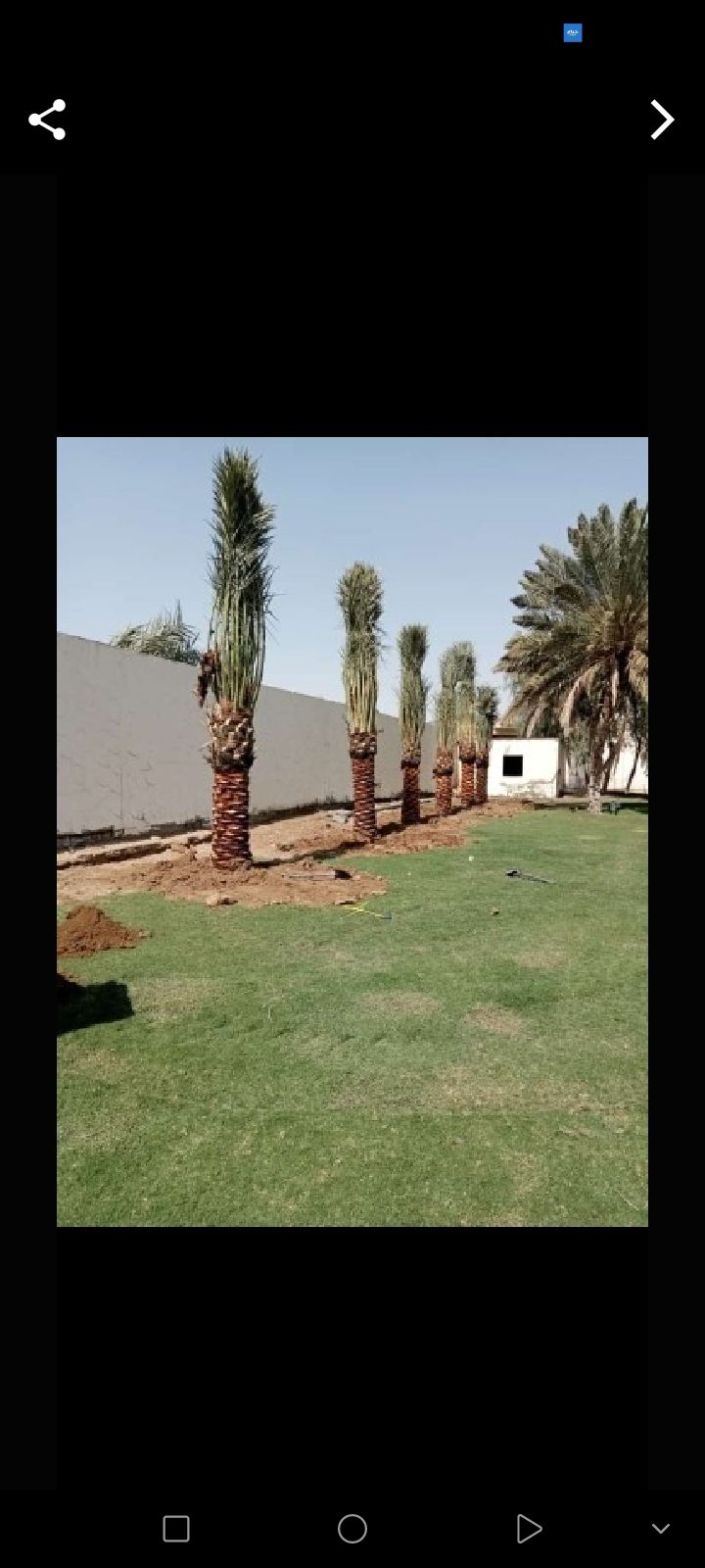 انواع النخل والغريس للبيع نجران