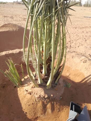 المملكه العربيه السعوديه