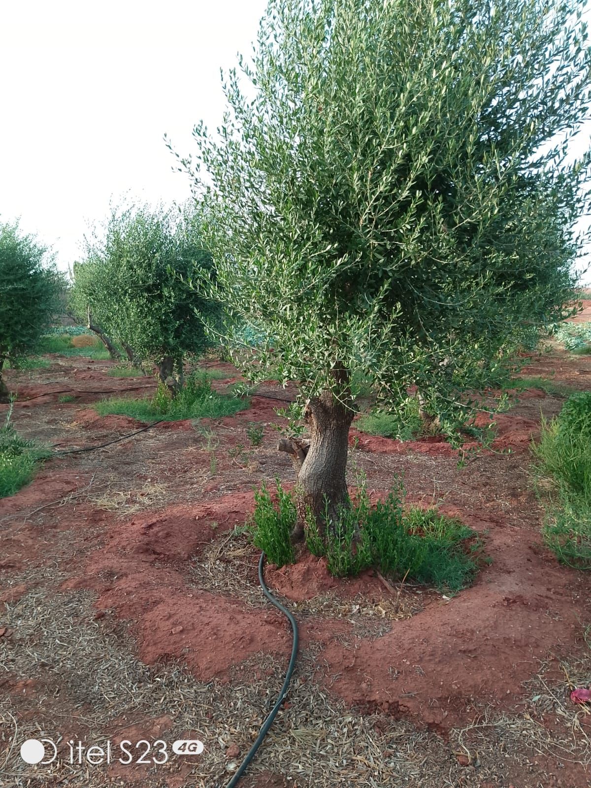 نخل وشنطني وزيتون نيبالي واشجار زينه تنسيق الحدائق