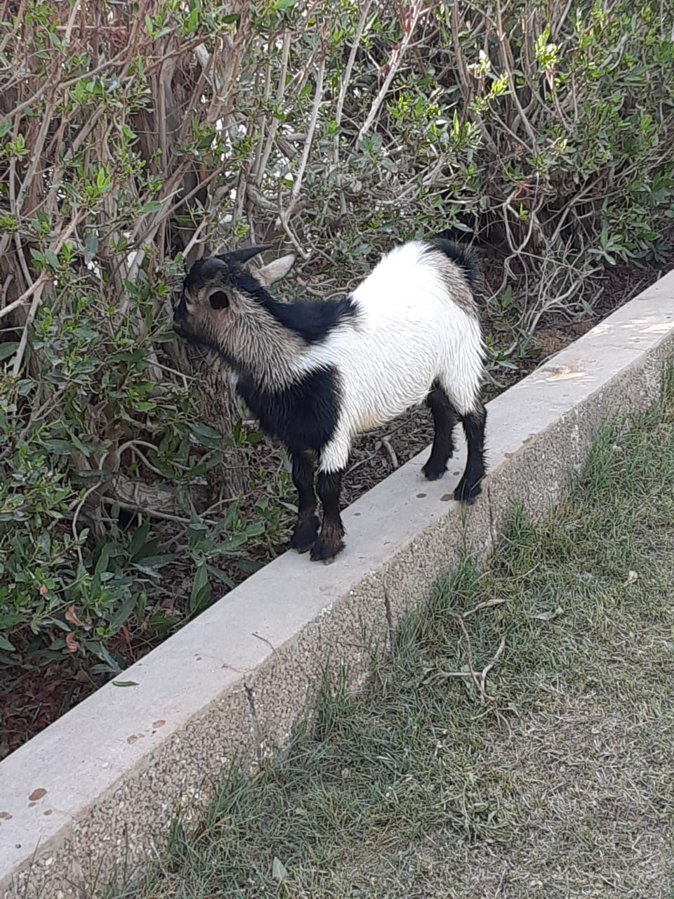 ارياض وادي لبن