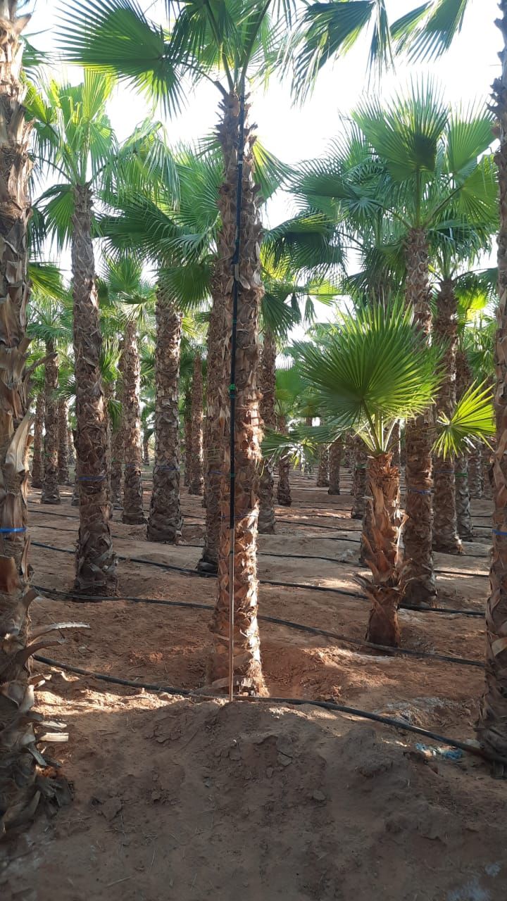 يوجد لدينا جميع انواع النخيل معا توصيلها وتغريسها