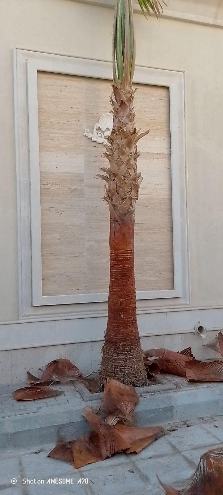 يوجد لدينا جميع انواع النخيل معا توصيلها