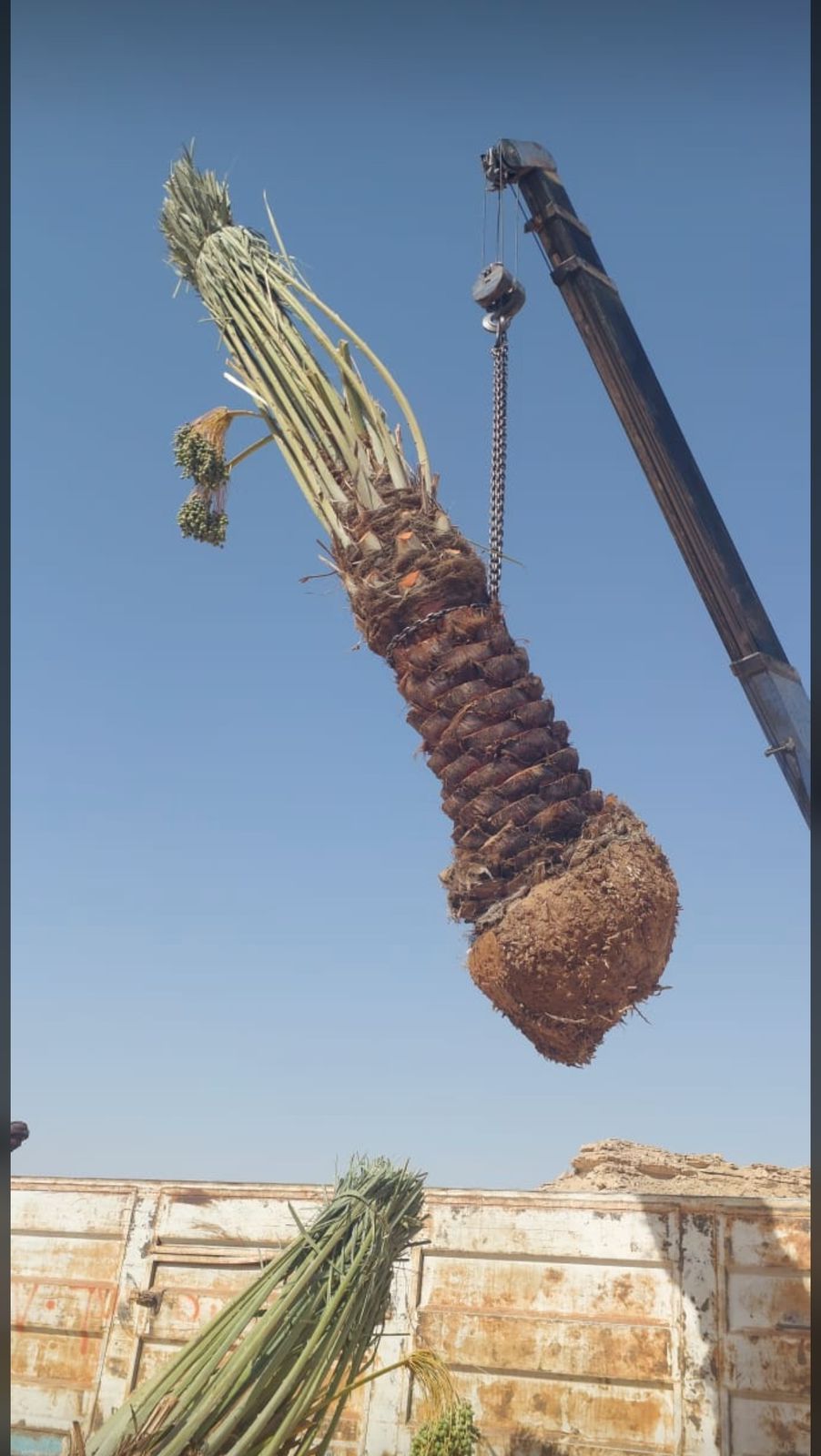 نخل للبيع القصيم0535254313