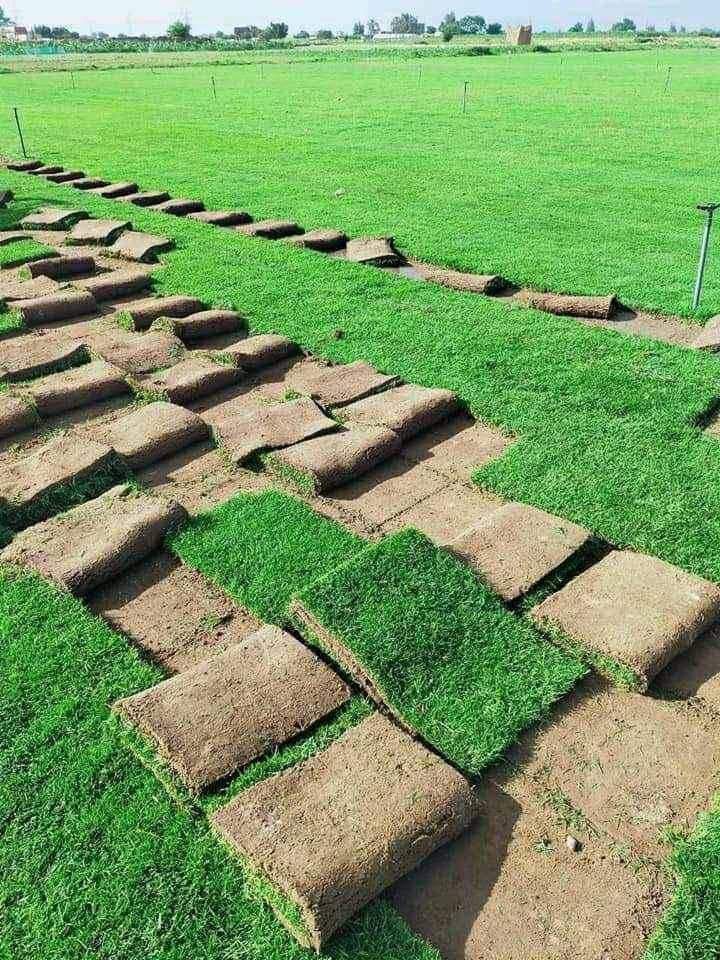 نجيله طبيعي و تظيف النخيل وزراعة الورود