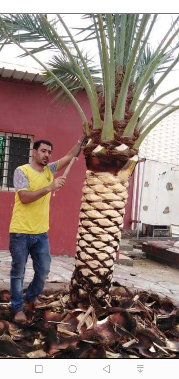 نجيله طبيعي و تظيف النخيل وزراعة الورود