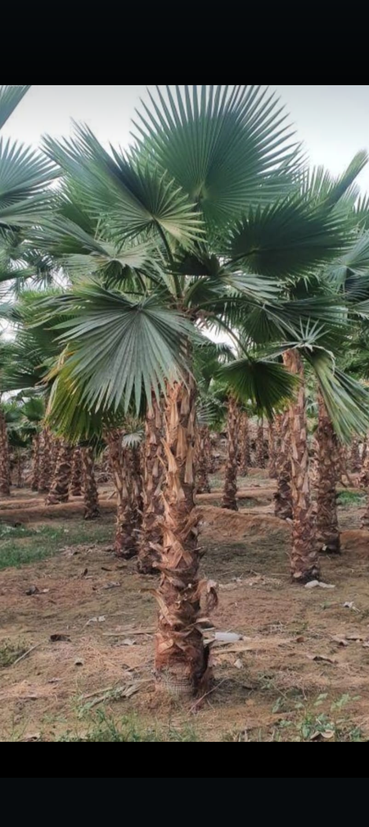 نخل وشنطني وزيتون نيبالي واشجار زينه تنسيق الحدائق