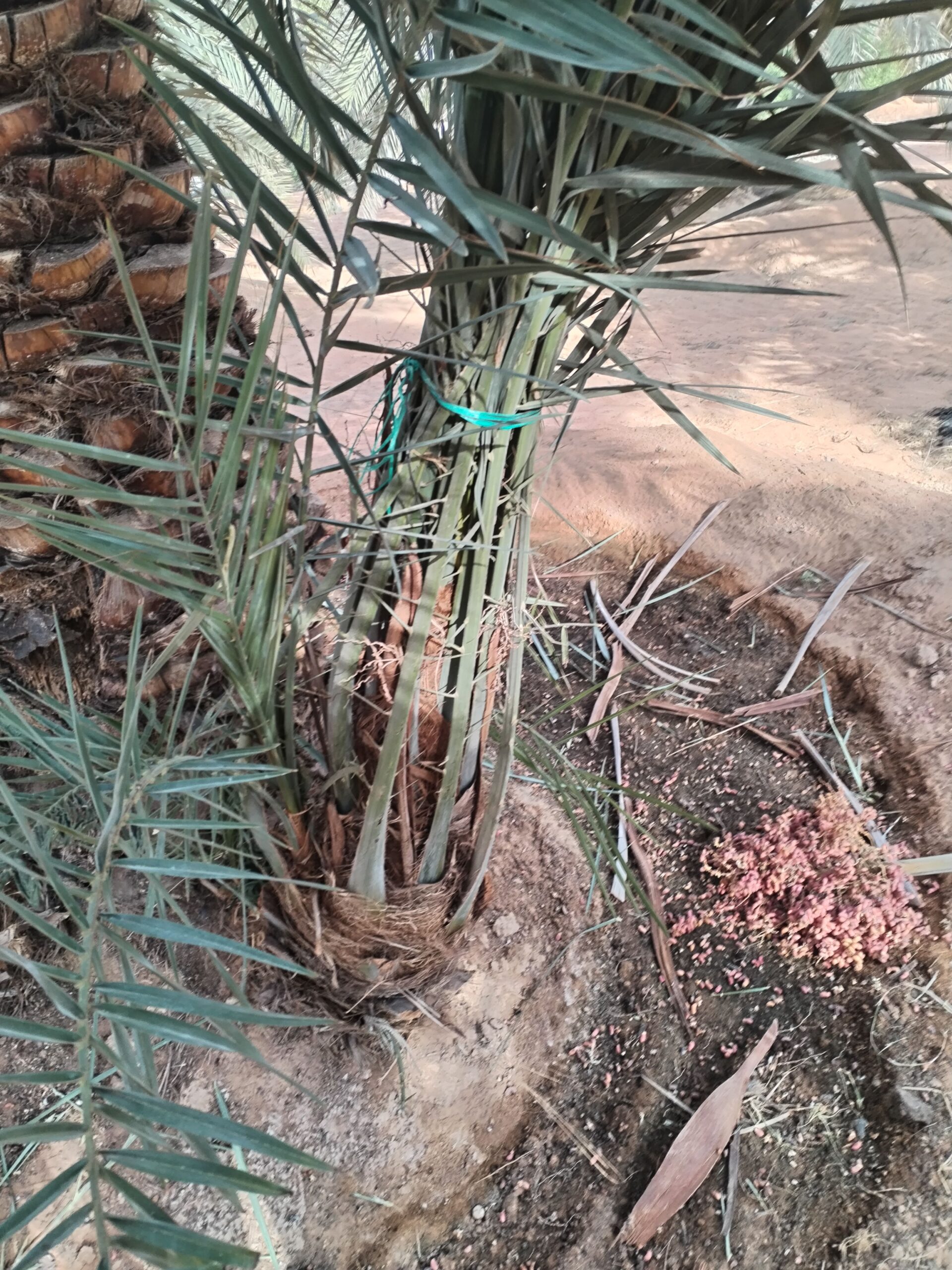 مقاول الشبوك ونخيل 0558079391