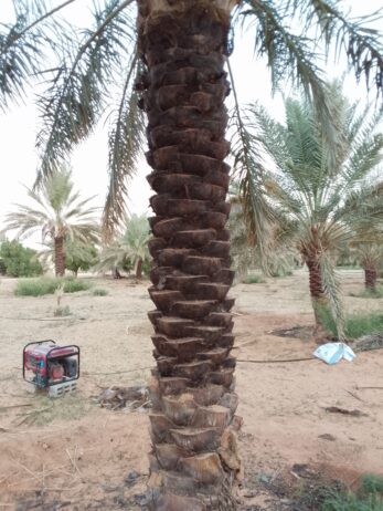 نقوم بجميع اشغال النخيل قلع وغرس تشويك لقاح راش تك
