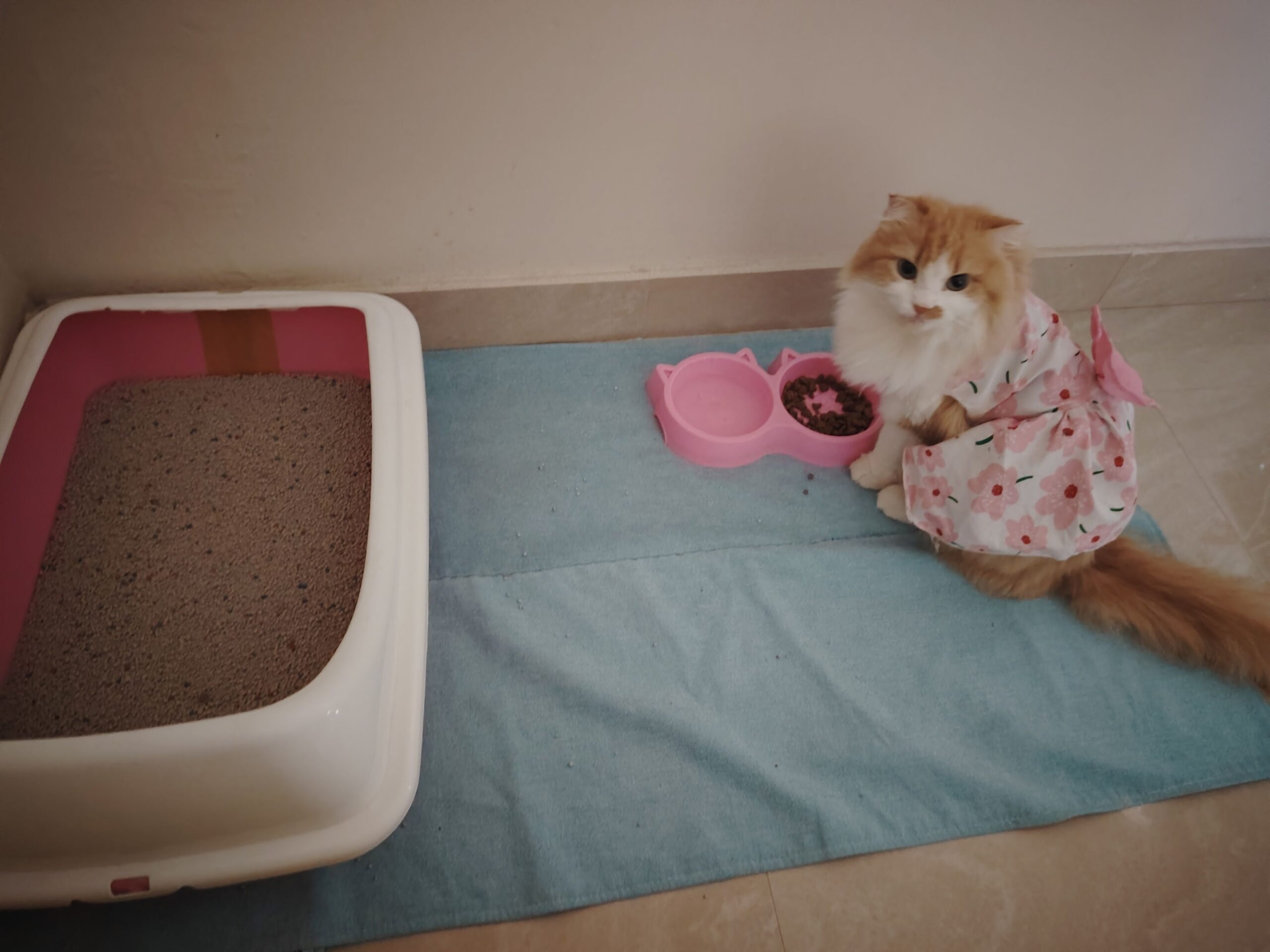 الدمام حي الزهور بجوار مدرسة الدمام الاهلية