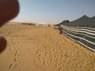 الغرابي