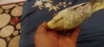 جازان ابوحجر الاسفل