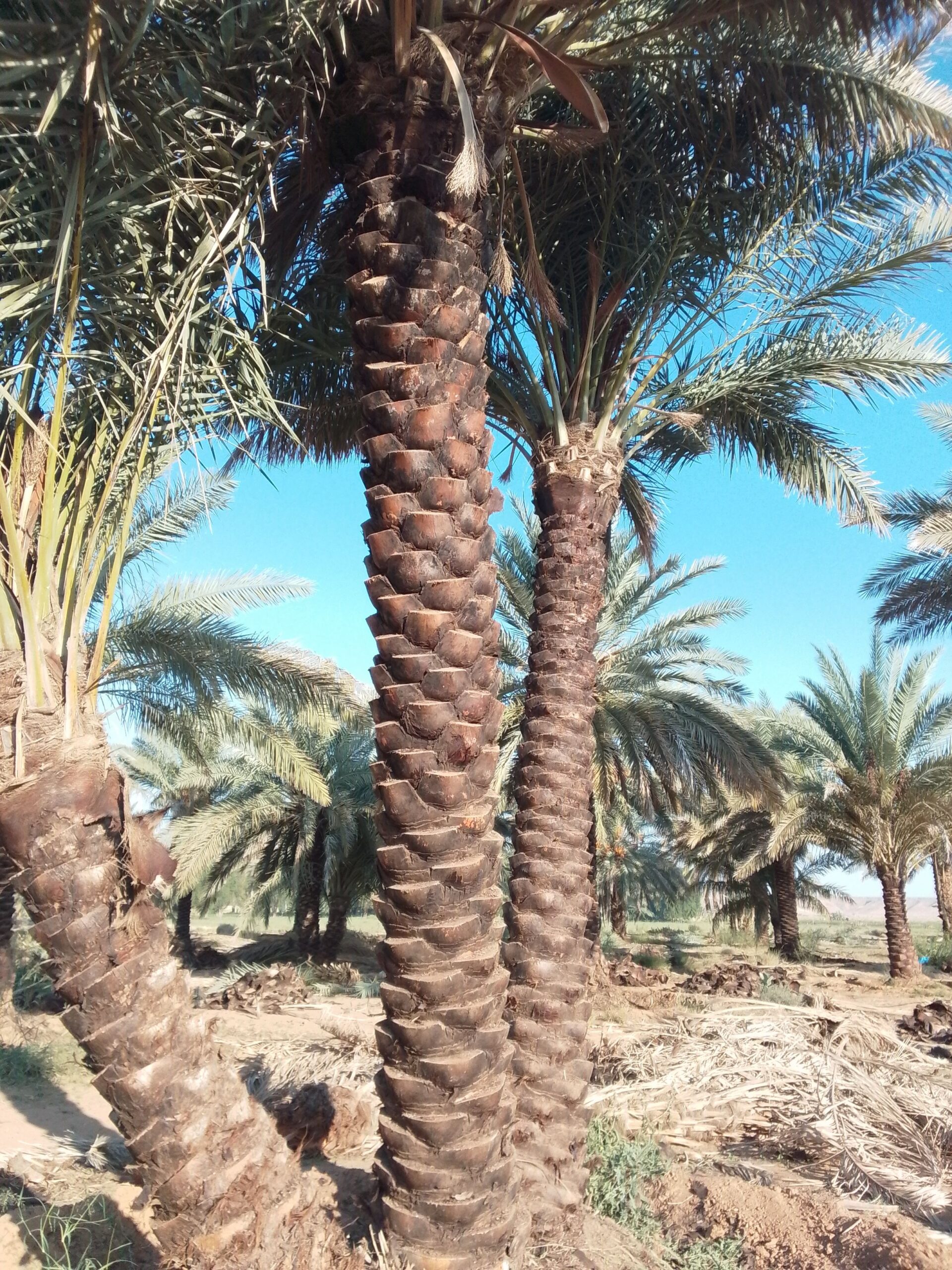 نقوم بجميع اشغال النخيل قلع وغرس تشويك لقاح راش تك