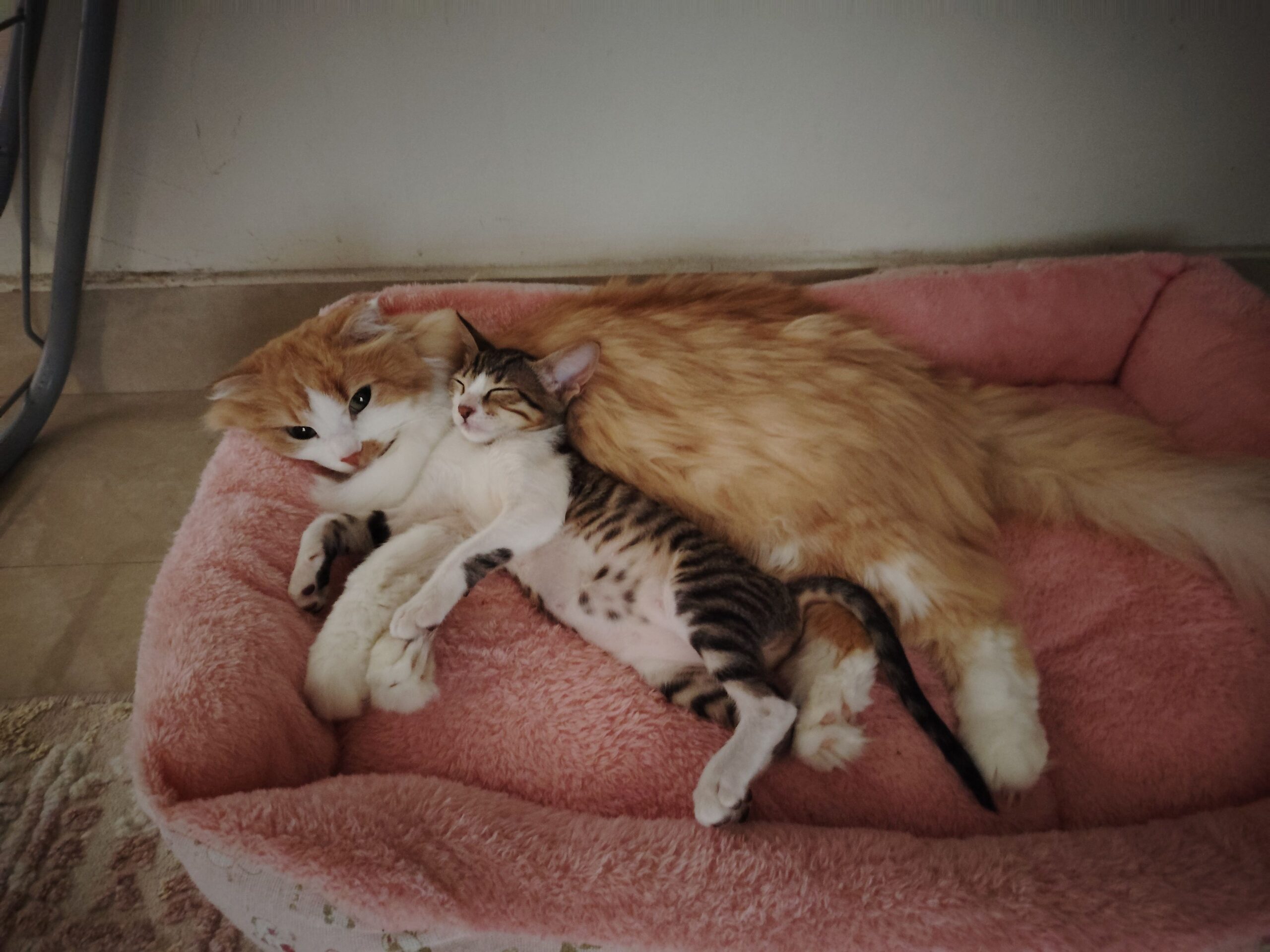 الدمام حي الزهور بجوار مدرسة الدمام الاهلية