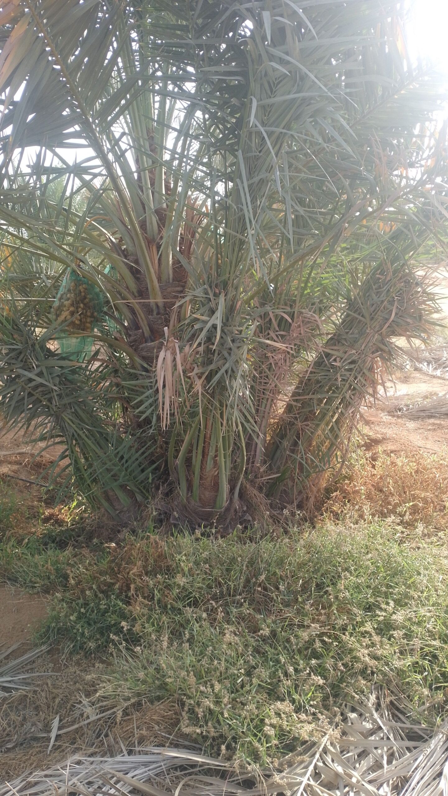 مقاول شبوك ونخيل واشجار