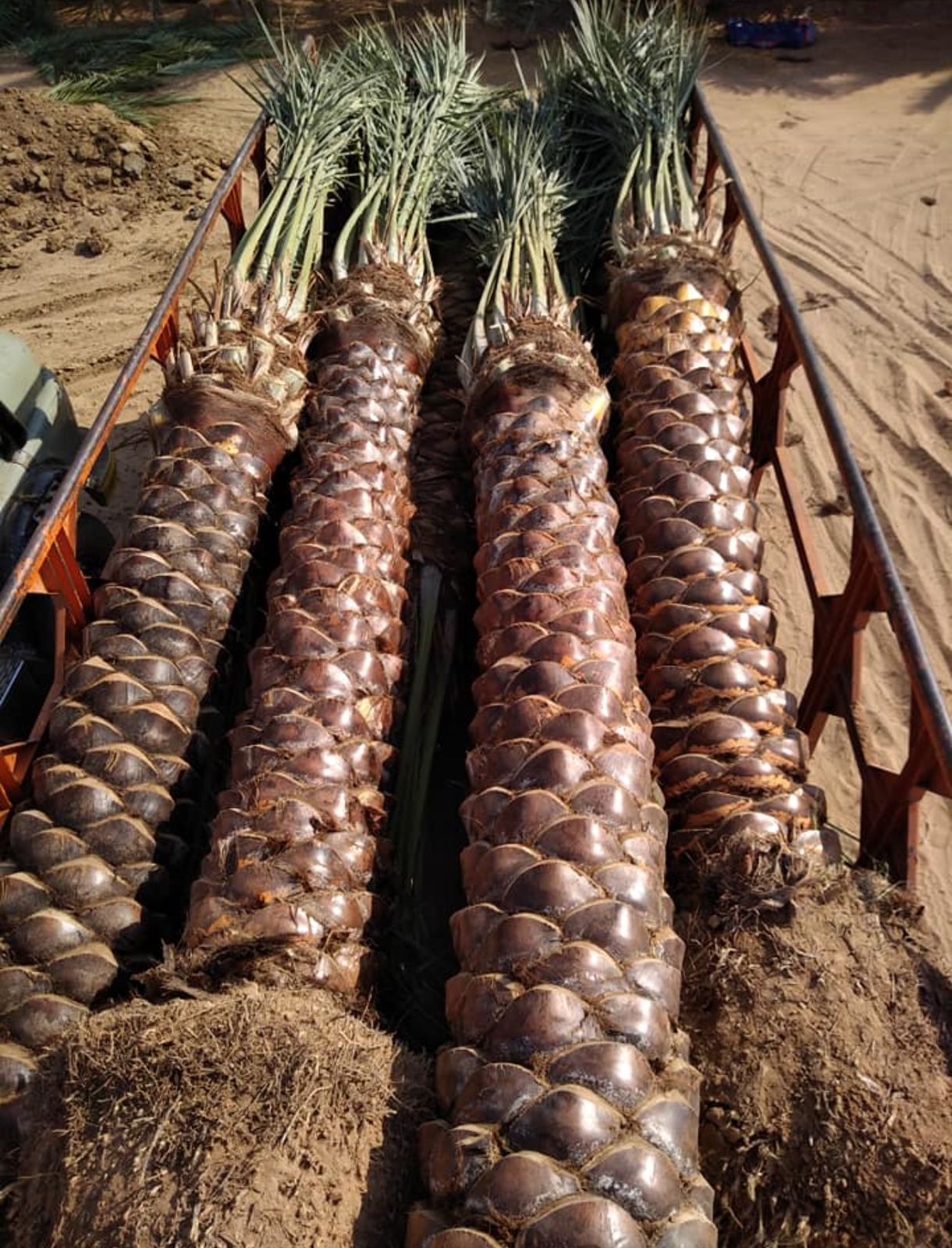 نقوم بجميع اشغال النخيل قلع وغرس تشويك لقاح راش تك