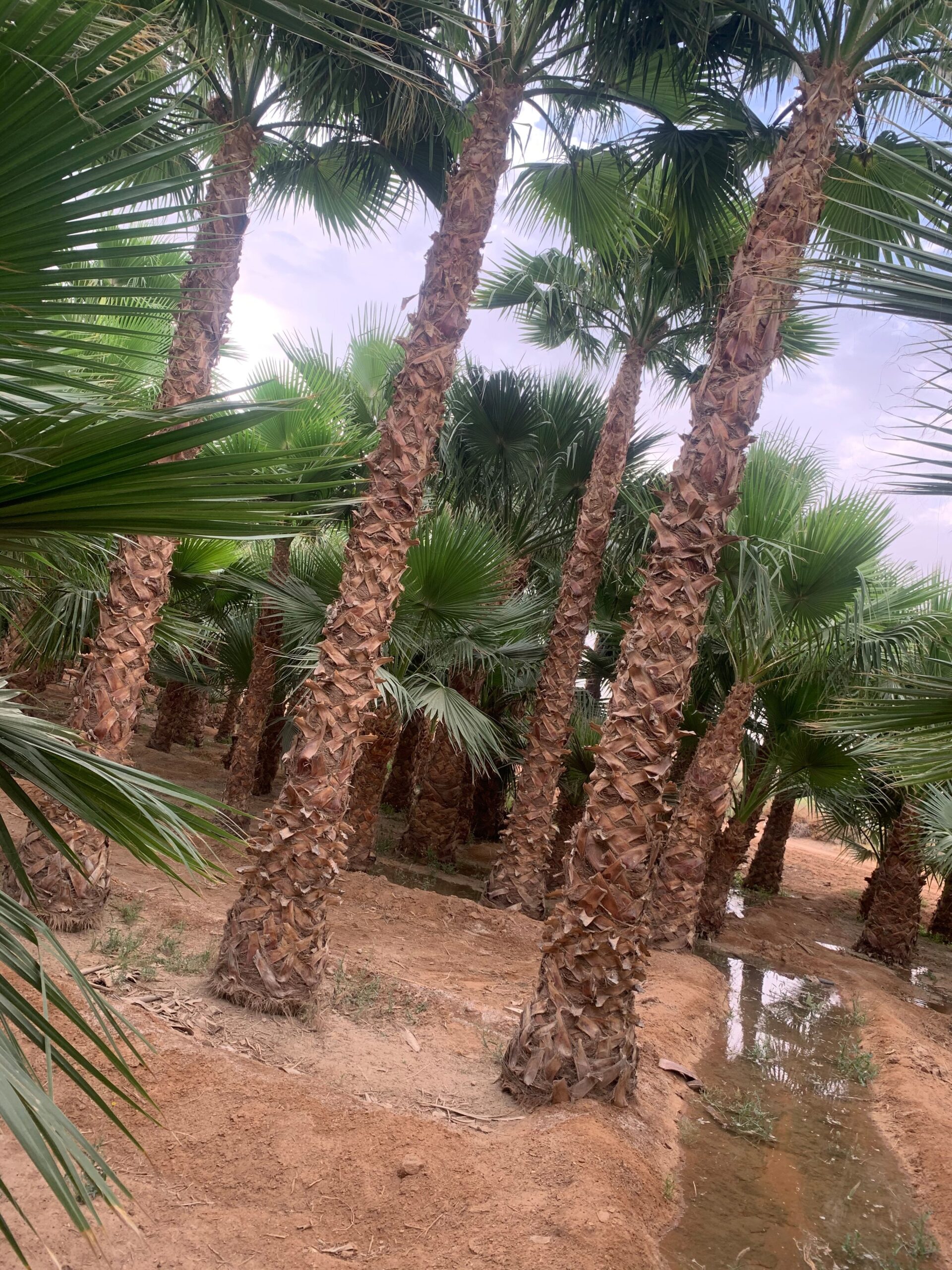 نخيل واشنطونياء