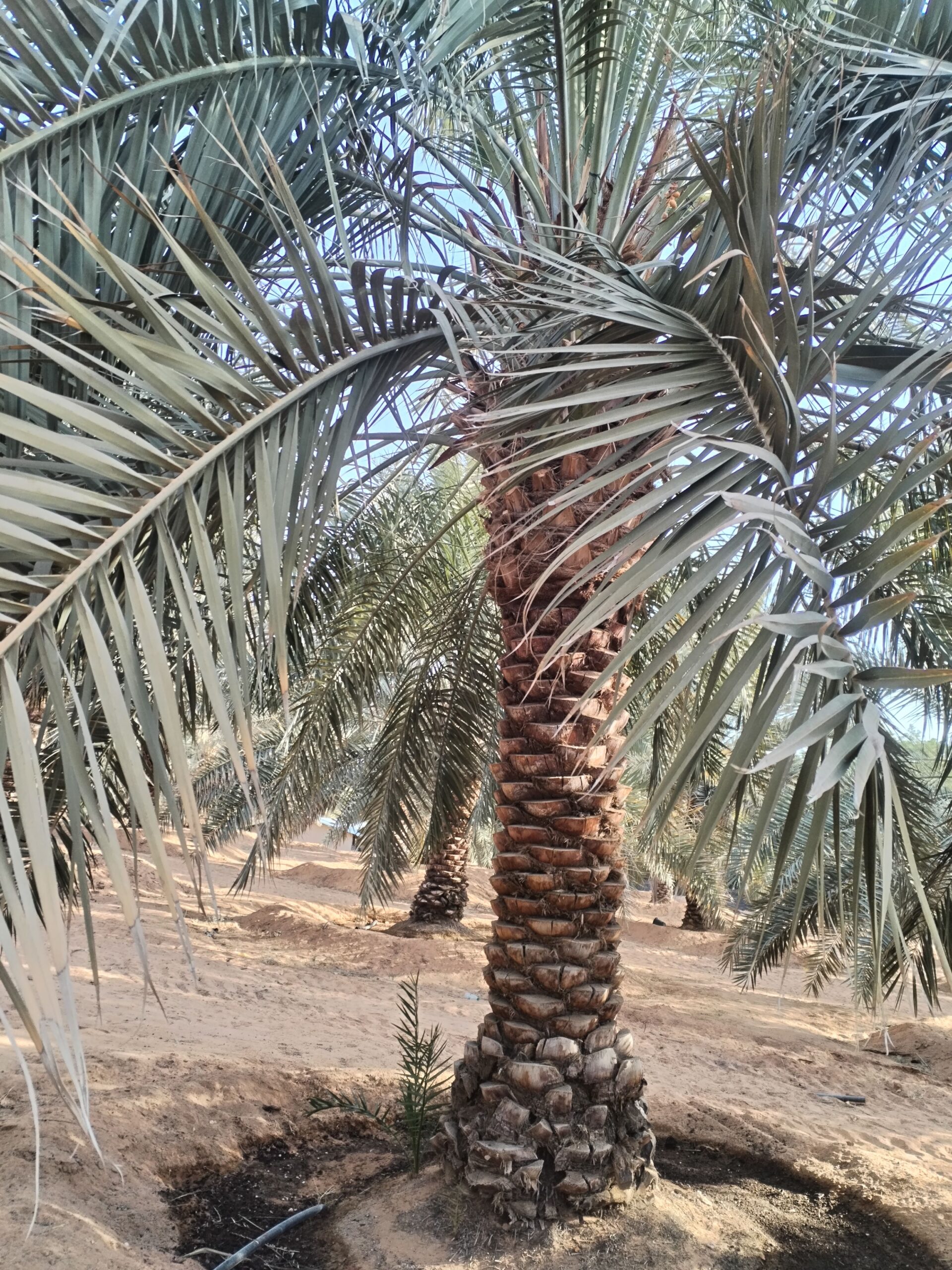 مقاول الشبوك ونخيل 0558079391