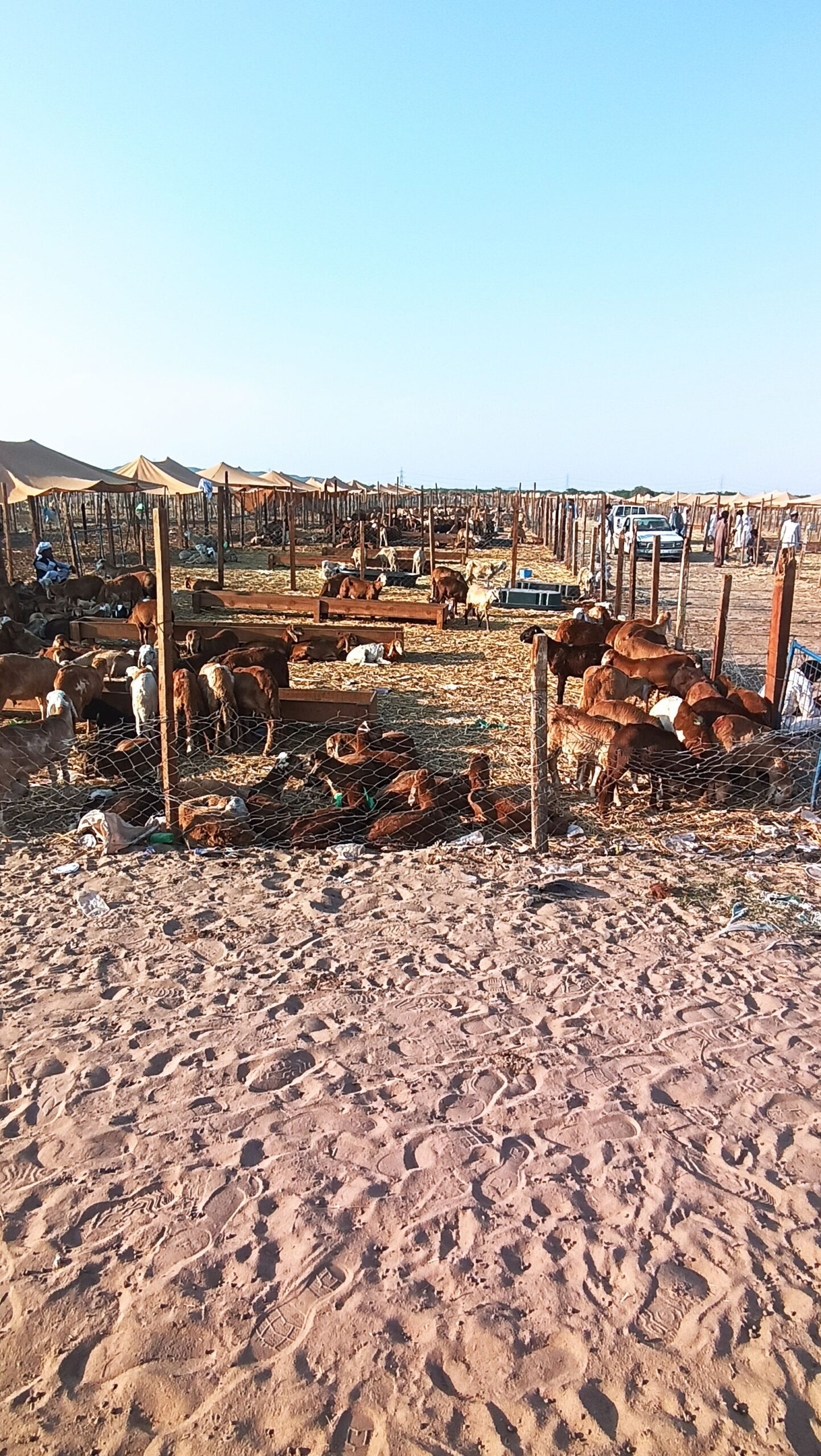 يوجد سواكني بجده