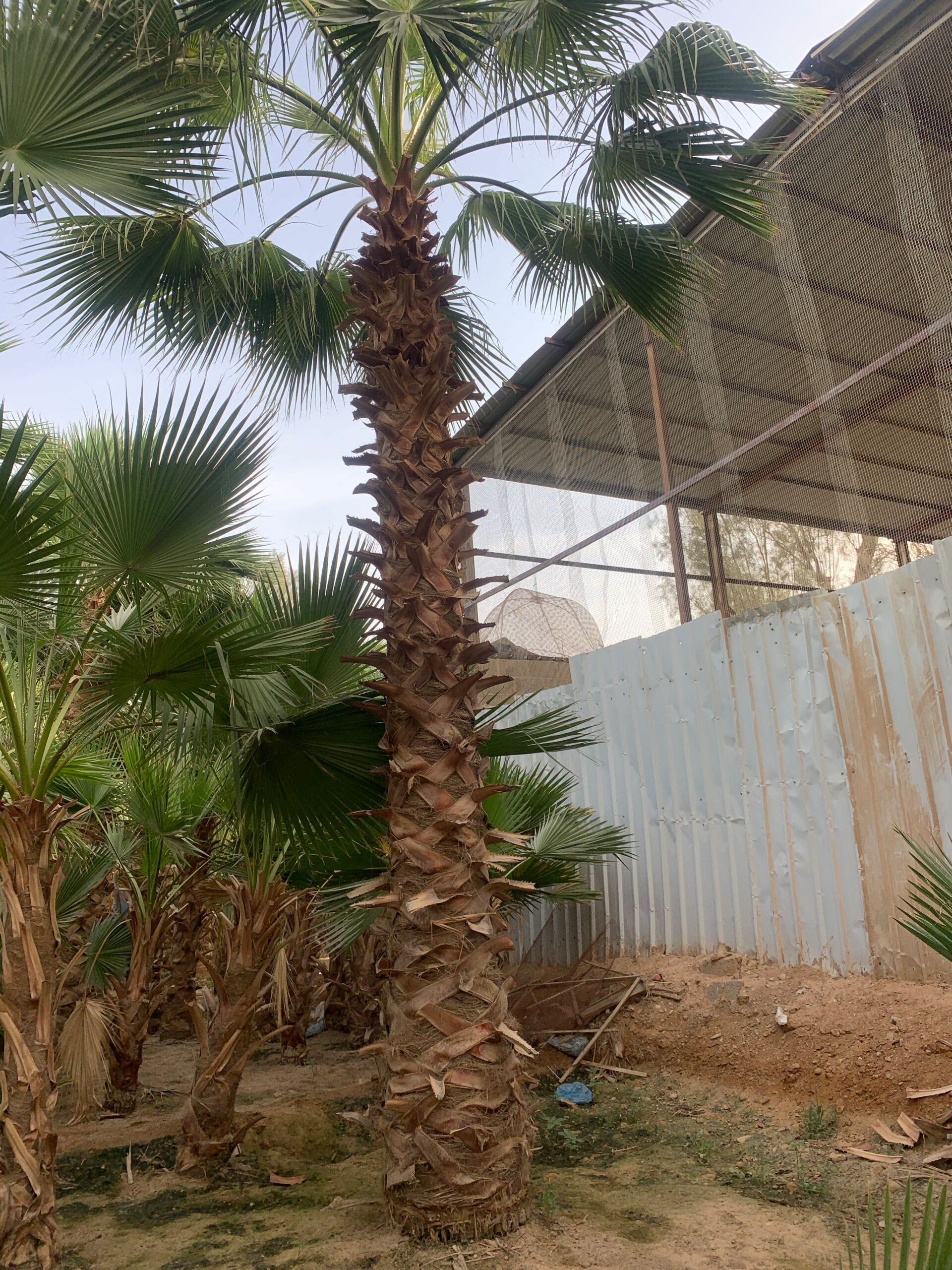 نخيل واشنطونياء